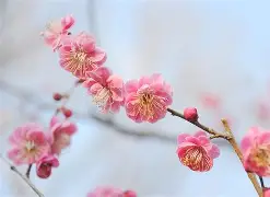 梅因茨05击败对手，拒绝低迷状态